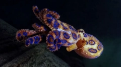Synculic (tupo oblika) hobotnica